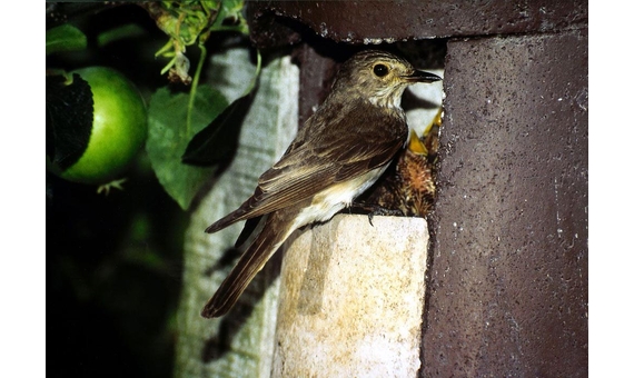 2H Caja nido para petirrojo o colirrojo 4