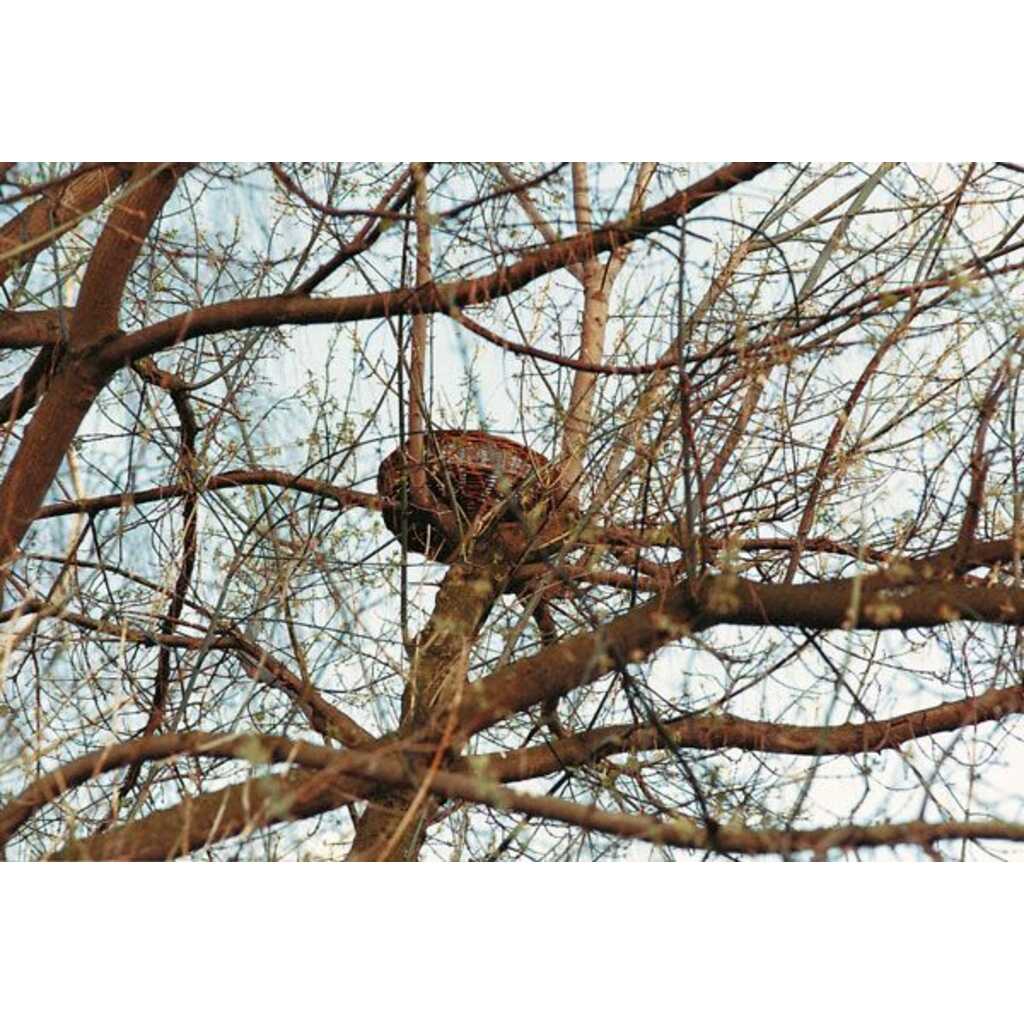 Cesta de mimbre para rapaces pequeñas_1