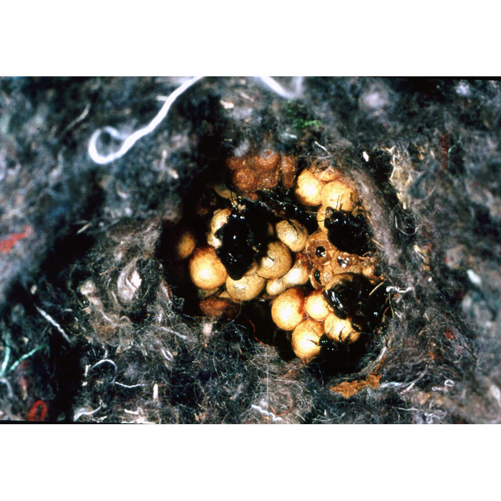 Nido para himenópteros de cemento y carrizo 4