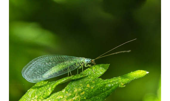 Refugio para crisopas 3