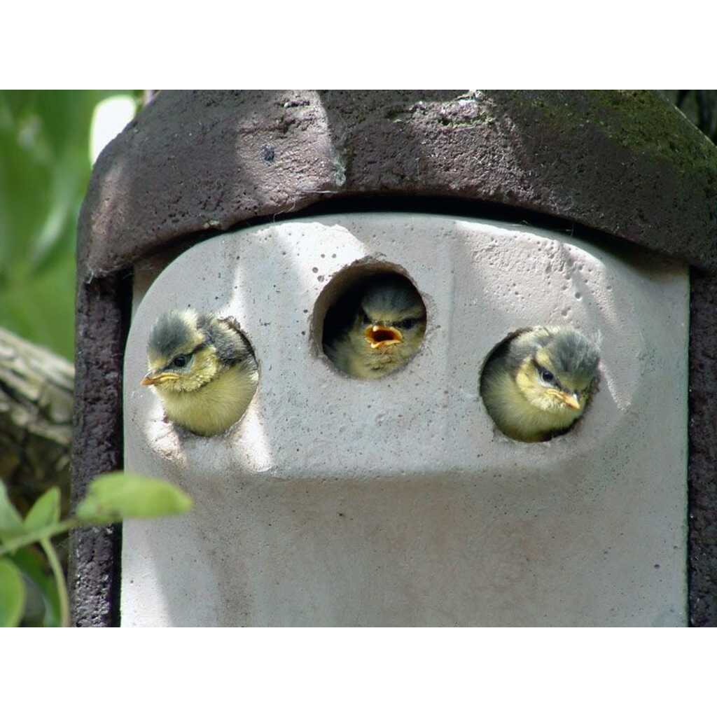 Cinturón de púas contra depredadores de cajas nido. Grande 3