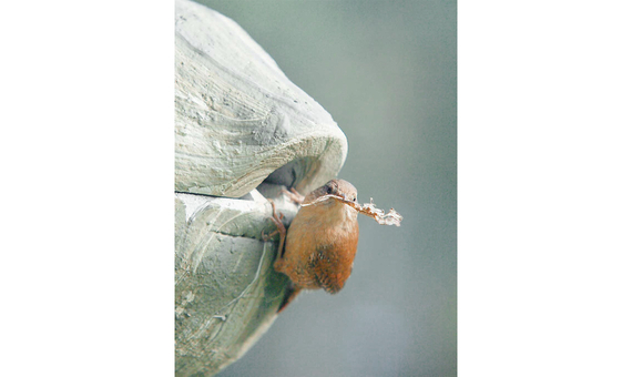 1ZA Caja nido para chochín color verde_1