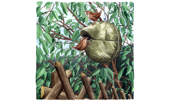 1ZA Caja nido para chochín color verde 4