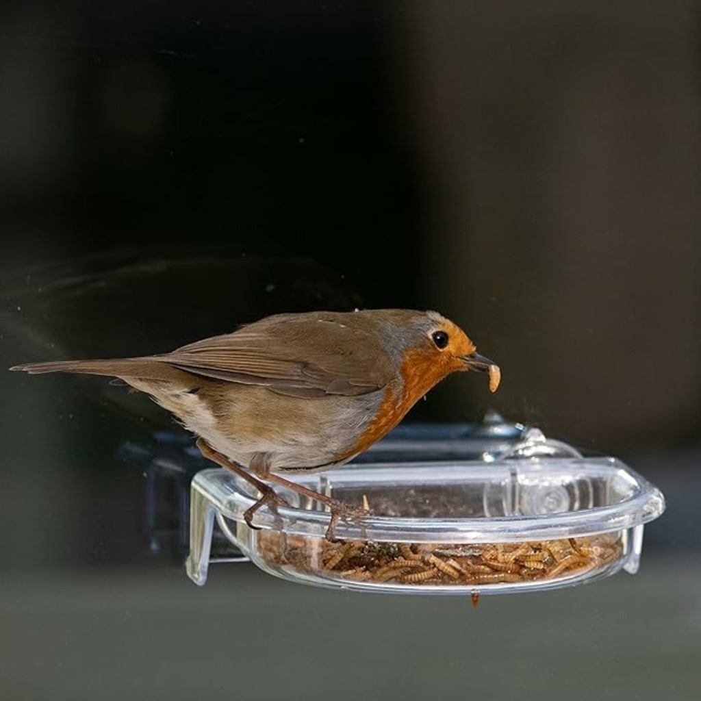ILR-TTRC Cobertor para comedero para aves silvestres para ventana  "ROBINS TREAT TRAY" 4
