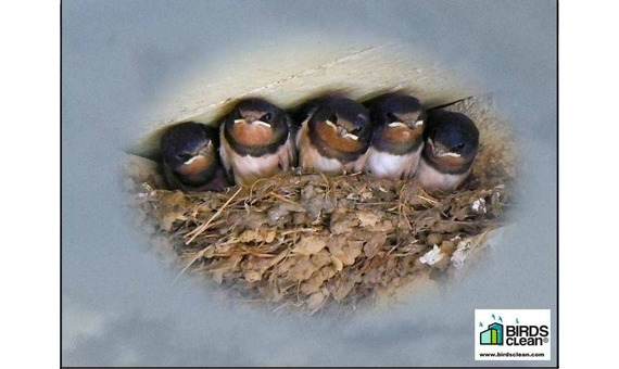 Recogedor de excrementos de golondrinas modelo Nido 3