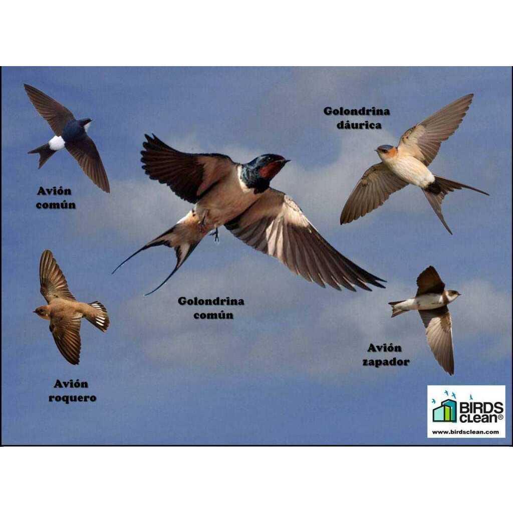 Recogedor de excrementos de golondrinas modelo Volando 3