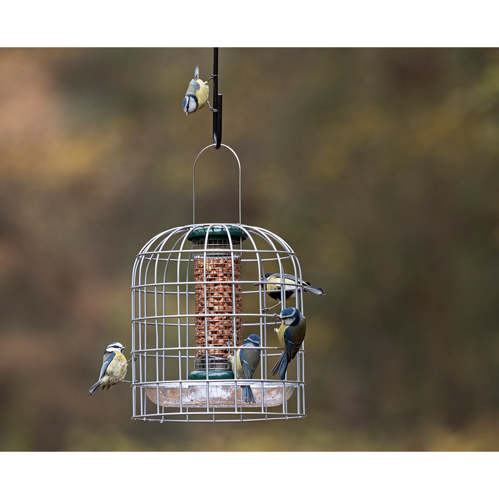 BFG-3 Bird Feeder Guardians pequeño_1