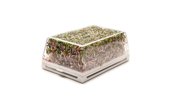 Germinadora EVA-H con kit hidropónico 4