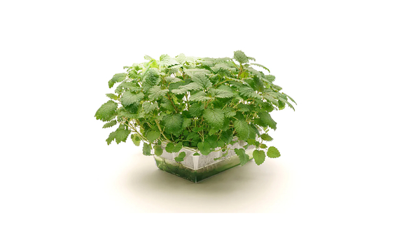 Germinadora EVA-S con sustrato de coco_1