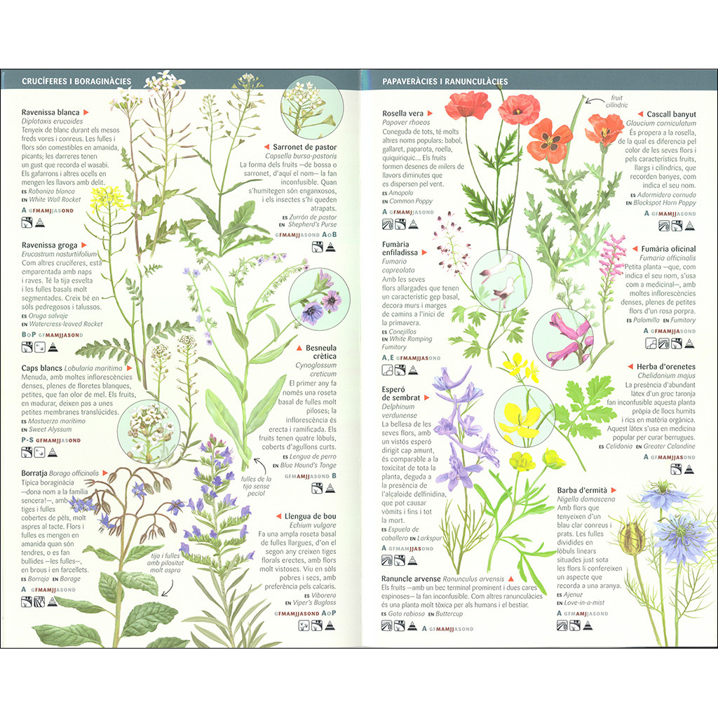 101 Flors de camp, de marges i vores de Catalunya que cal conèixer. Miniguia de camp_1