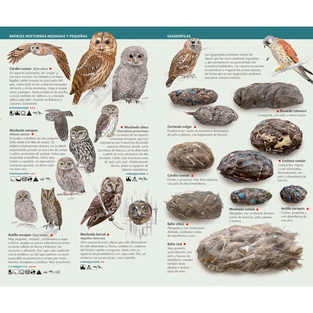 Aves rapaces de España, Península Ibérica y Baleares. Miniguía de campo_1
