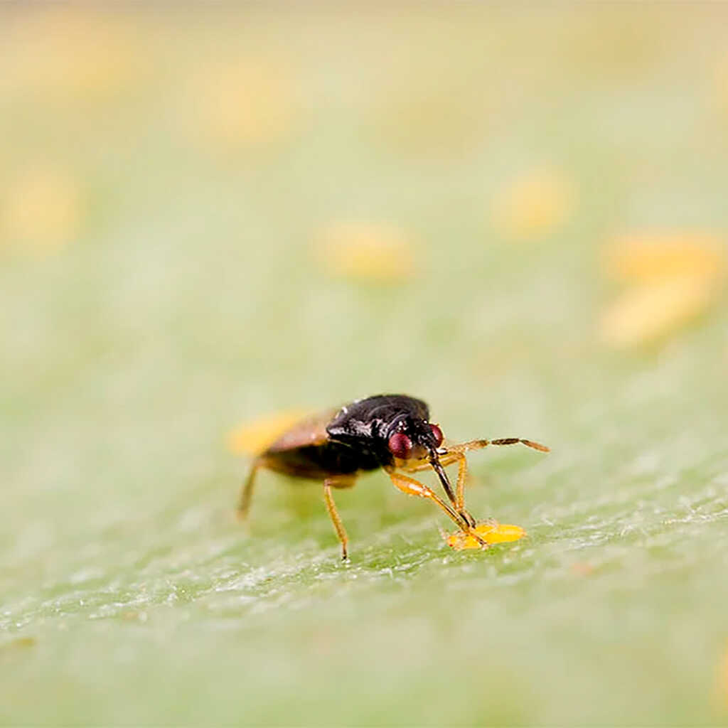 THRIPOR-L (Orius laevigatus) Bote 1000 ind._1