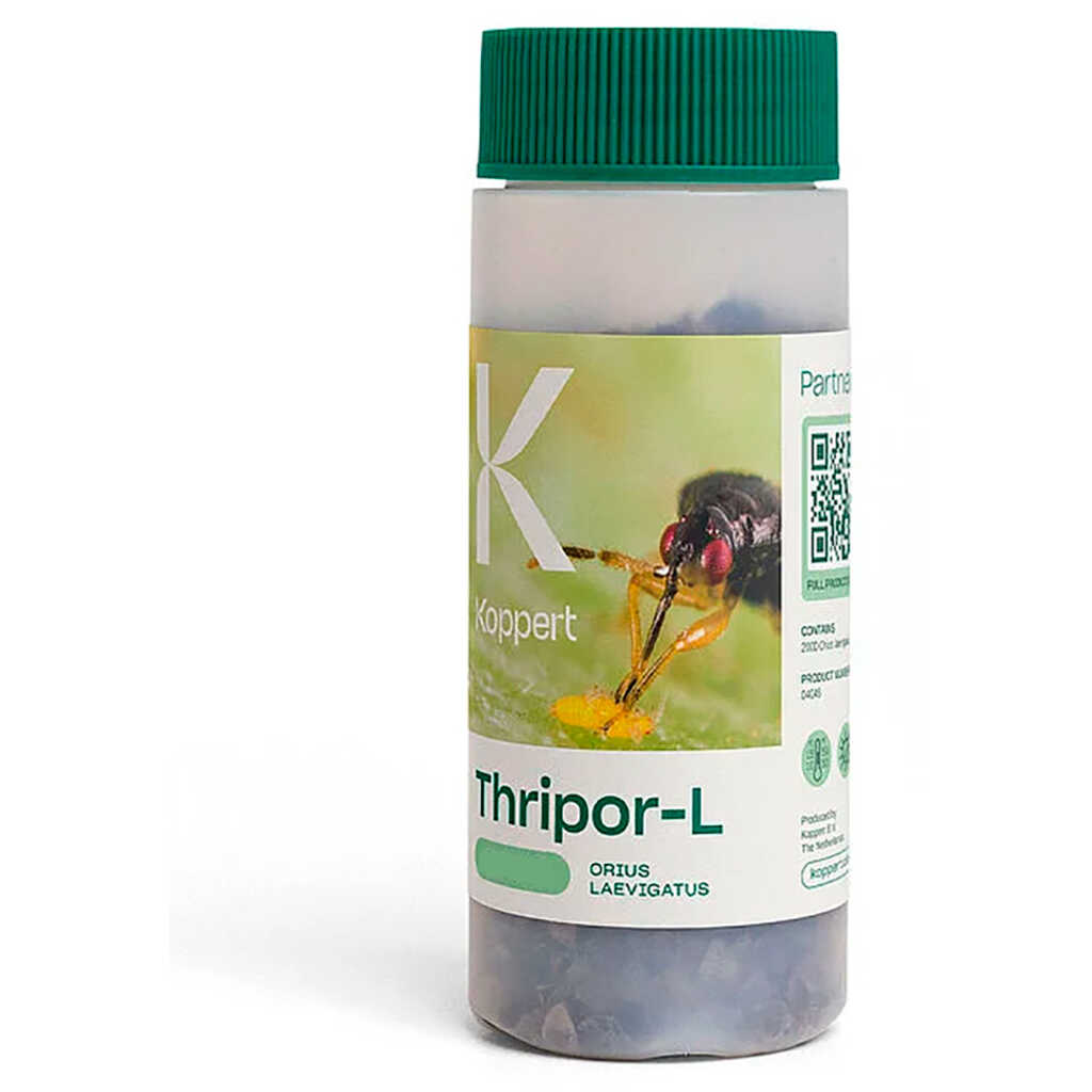 THRIPOR-L (Orius laevigatus) Bote 1000 ind.