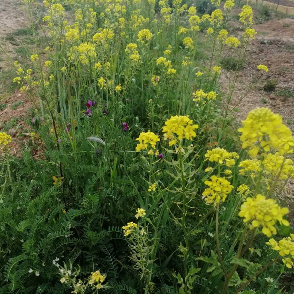 Abonos verdes: la mejor manera de proteger y fertilizar la tierra.