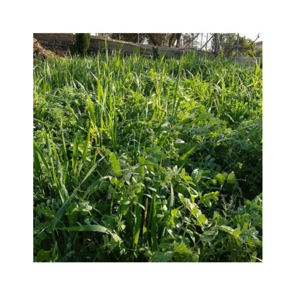 Abono verde otoño: mezcla de semillas para siembra de otoño 25 kg