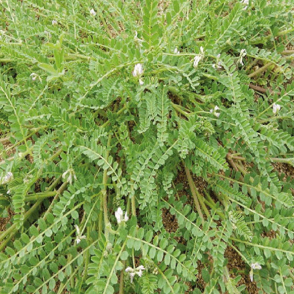 Semillas ecológicas de serradela para abono verde 1kg