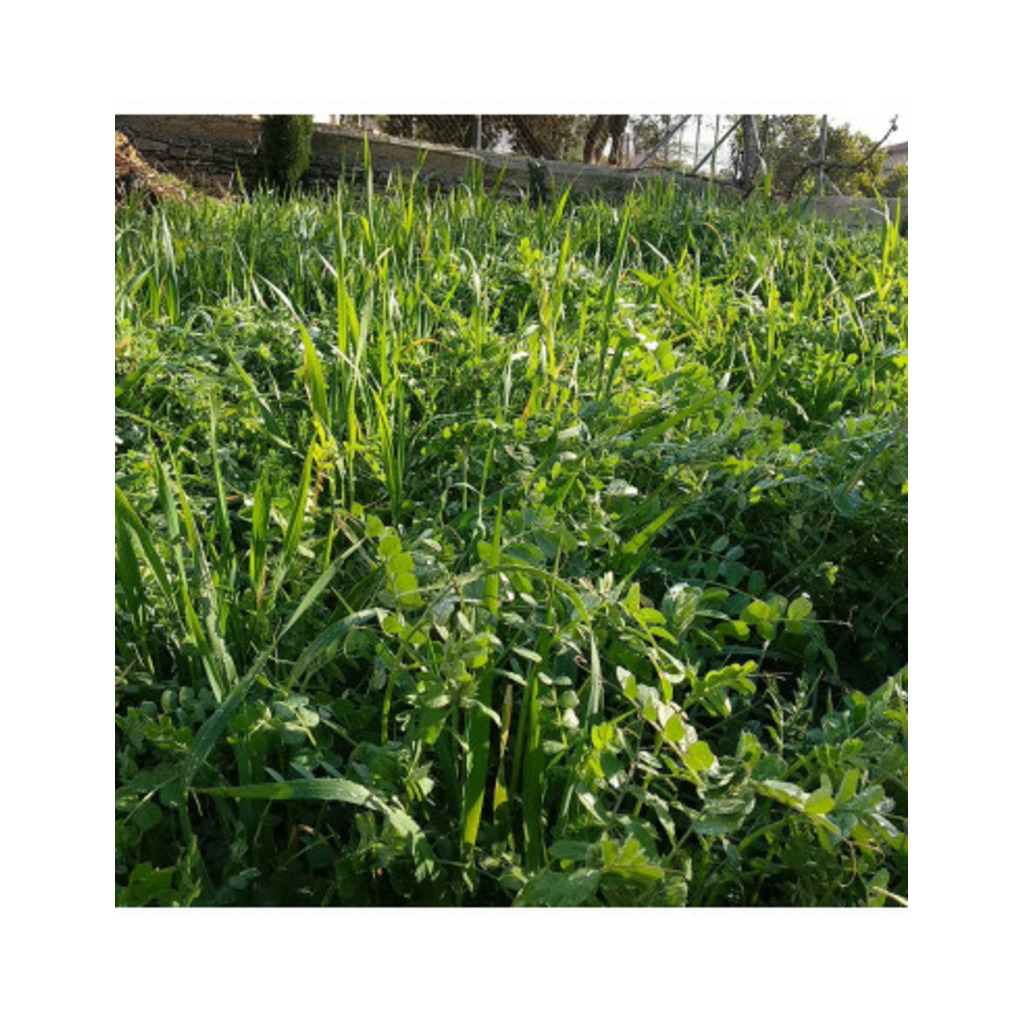 Abono verde otoño: mezcla de semillas para siembra de otoño 1 Kg_1