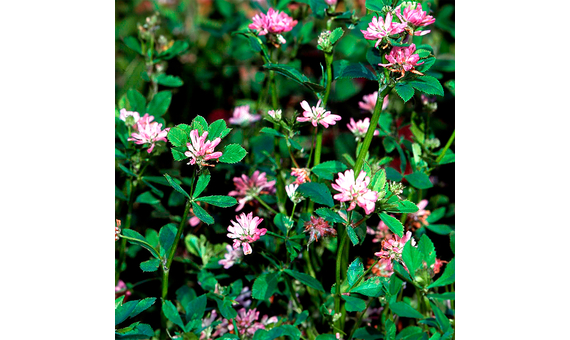 Abono verde semillas ecológicas de trébol persa 1kg