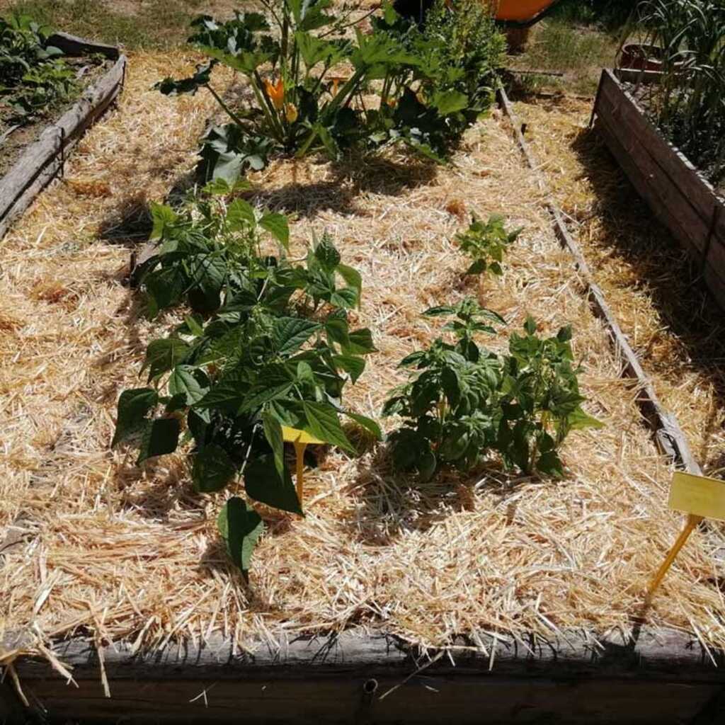 Acolchado o mulching en el huerto ecológico