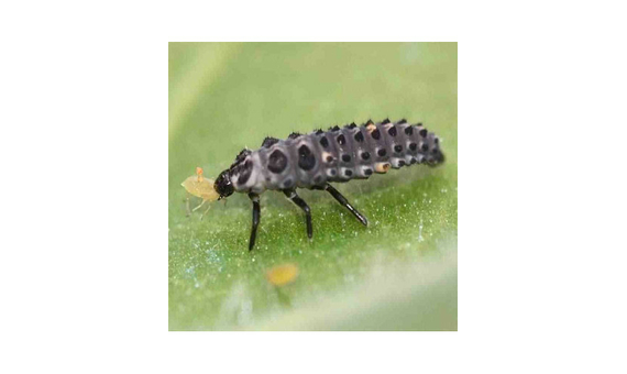 ADALIA 100 (Adalia bipunctata) 100 larvas L1