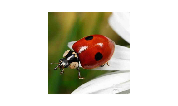 ADALIA 100 (Adalia bipunctata) 100 larvas L1