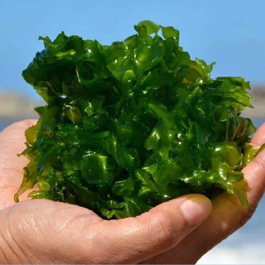 Las algas en agricultura