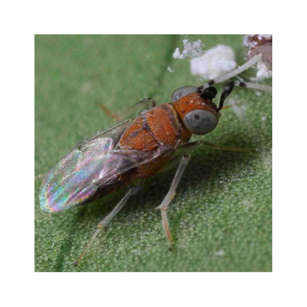 ANAGYRUS BIOMIP MIP P (Anagyrus pseudococci 500 pupas)