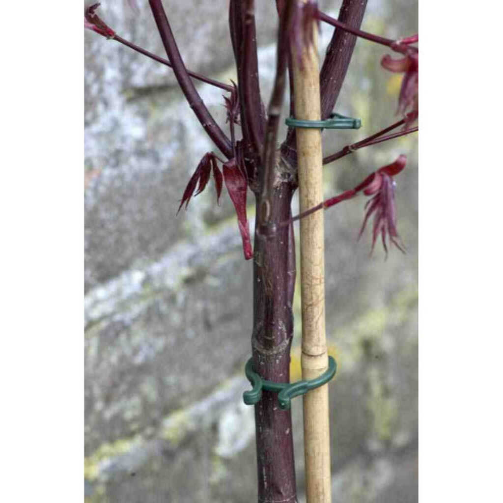 Anillos de fijación para plantas (40 unidades, varias medidas)_1