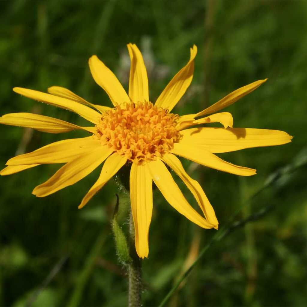 Semillas de árnica (arnica montana arbo)
