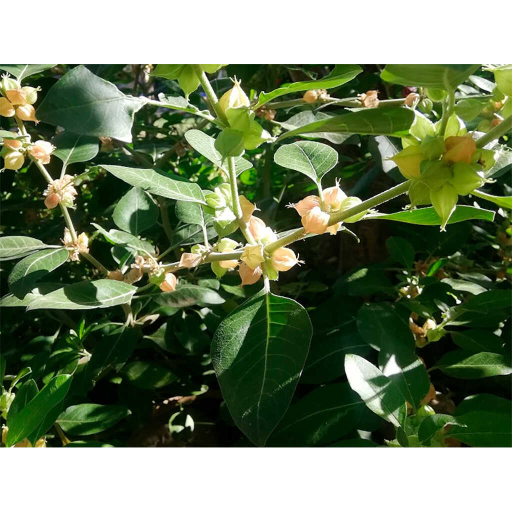 Semillas ecológicas de Ashwagandha
