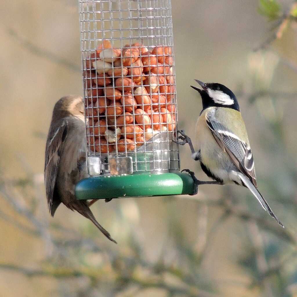 Alimentar a las aves silvestres en otoño e invierno.
