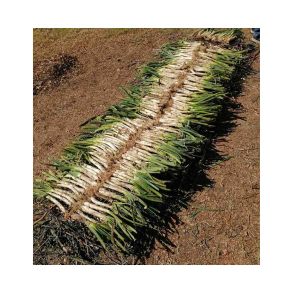 Calçot ecológico, cebolla blanca de Valls 4kg (28-30 bulbos aprox.) 3