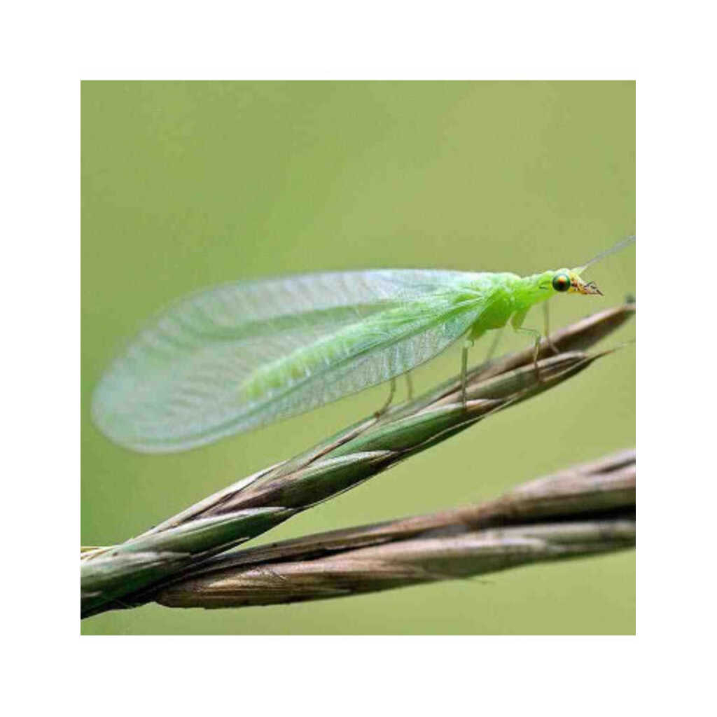 CHRYSOPA (Chrysoperla carnea) 1.000 larvas_1