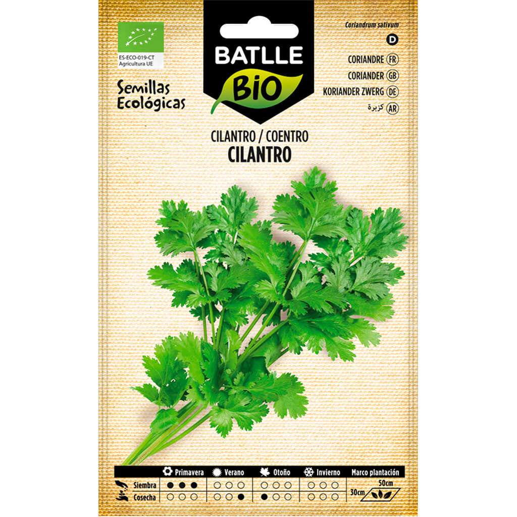 Semillas ecológicas de cilantro o coriandro