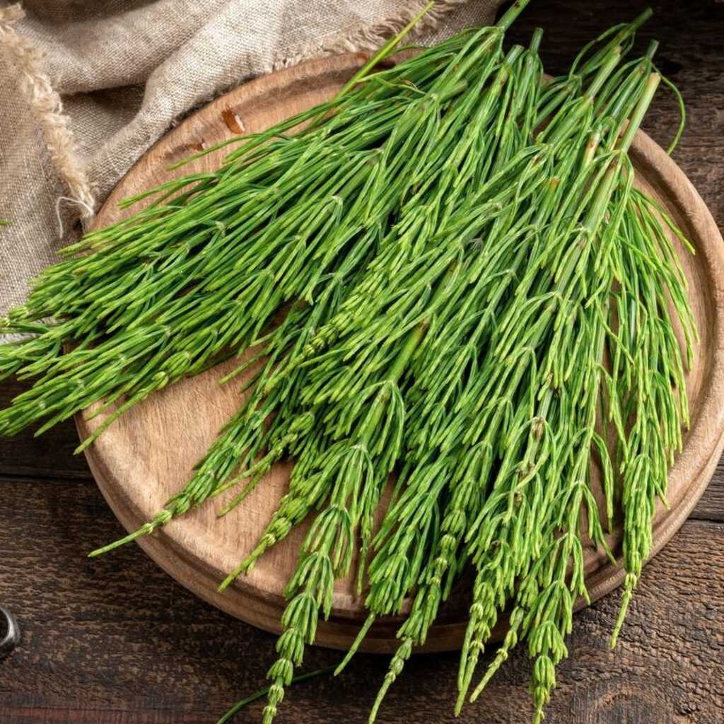 Beneficios del purín de ortiga y de cola de caballo