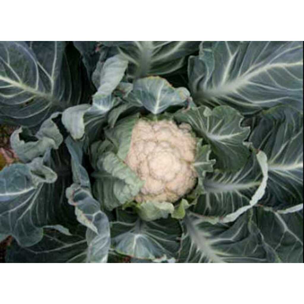 Semillas ecológicas de coliflor de San José