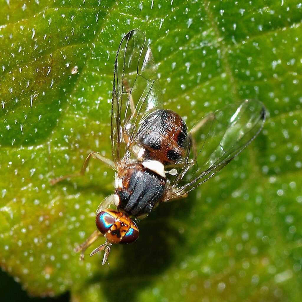 Mosca del olivo: su control mediante atrayentes y sin tóxicos.