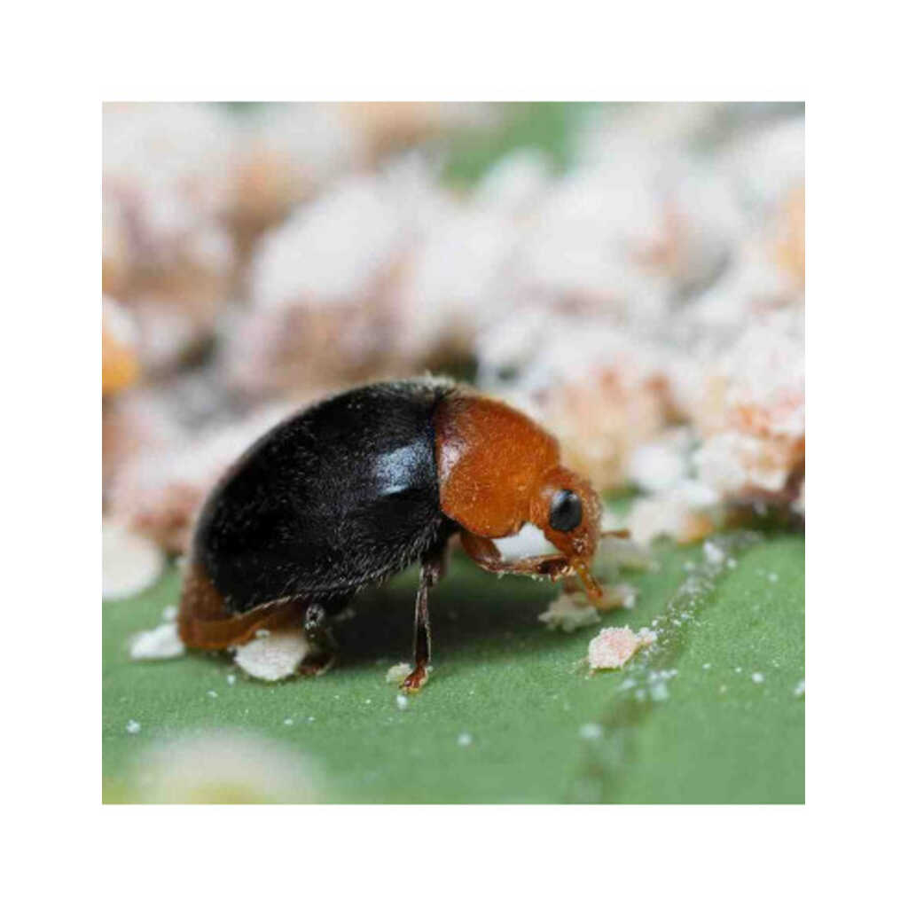 CRYPTOLAEMUS 500 (Cryptolaemus montrouzieri) 500 adultos