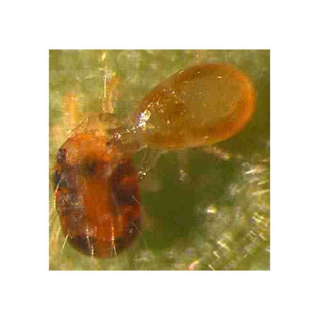 CUCUMERIS 200 S (Neoseiulus cucumeris) 500 sobres x 1.000 indiv.