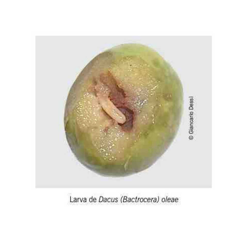 Dacusnex Combi 90 días (atrayente+feromona contra la mosca del olivo) 3
