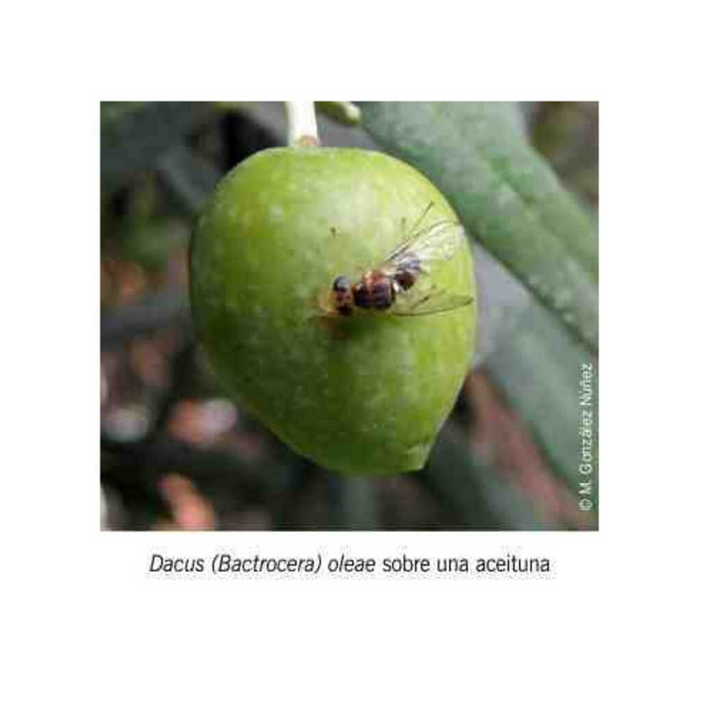 Dacusnex Combi 90 días (atrayente+feromona contra la mosca del olivo)_1