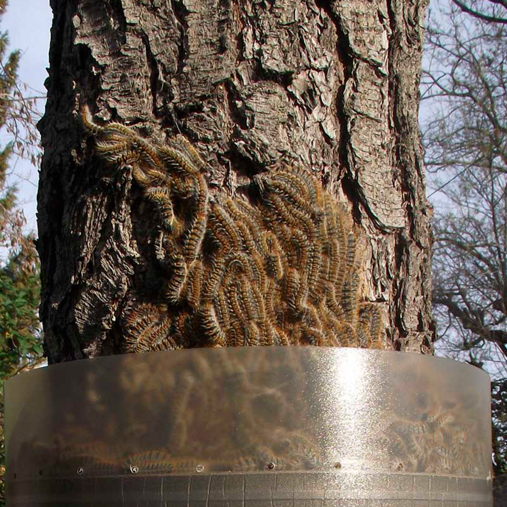 Métodos de control de la procesionaria. Trampas, control biológico...