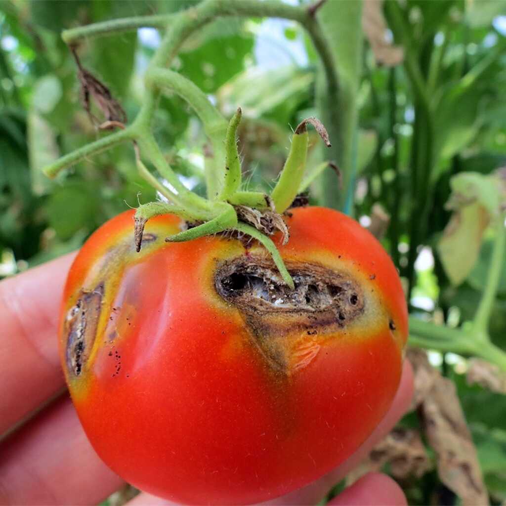 Tuta del tomate: métodos de control de la oruga del tomate.