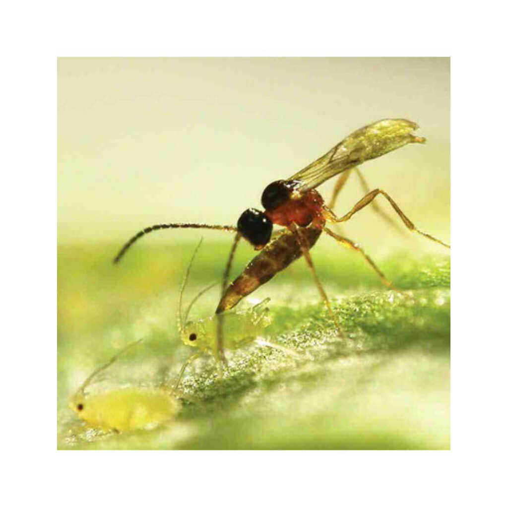 ERVI 1000 (Aphidius ervi 1000 pupas)