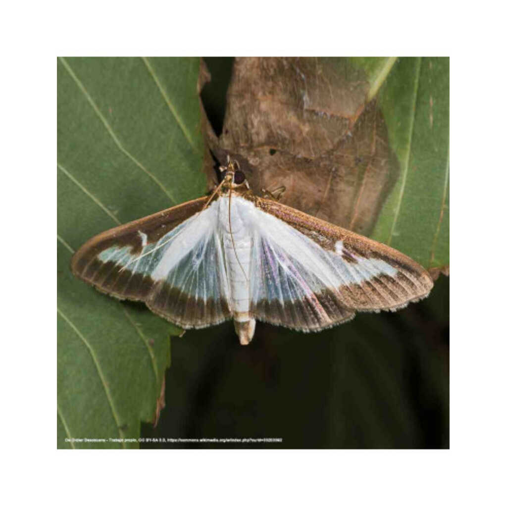 Feromona sexual para monitoreo de Cydalima perspectalis (pollilla del boj)_1