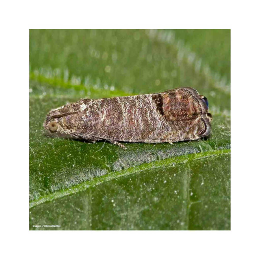 Feromona sexual para monitoreo de Cydia pomonella (carpocapsa)_1