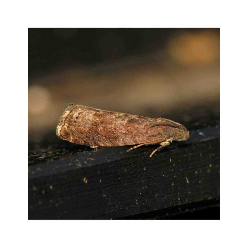 Feromona sexual para monitoreo de Grapholita funebrana (gusano del ciruelo)_1