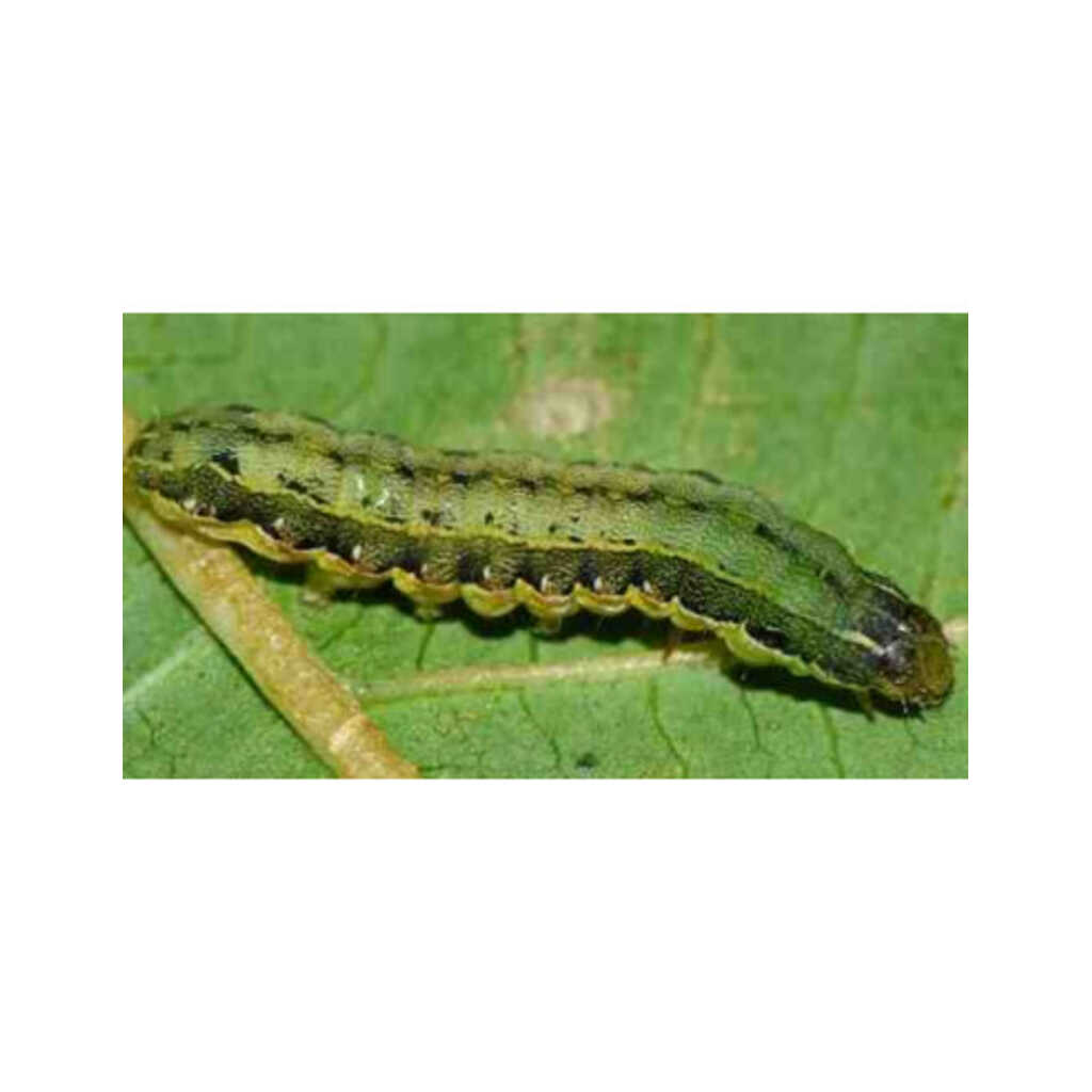 Feromona sexual para monitoreo de Spodoptera exigua (rosquilla verde/negra)_1