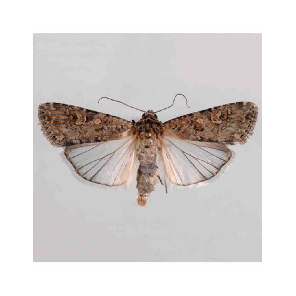 Feromona sexual para monitoreo de Spodoptera exigua (rosquilla verde/negra) 3