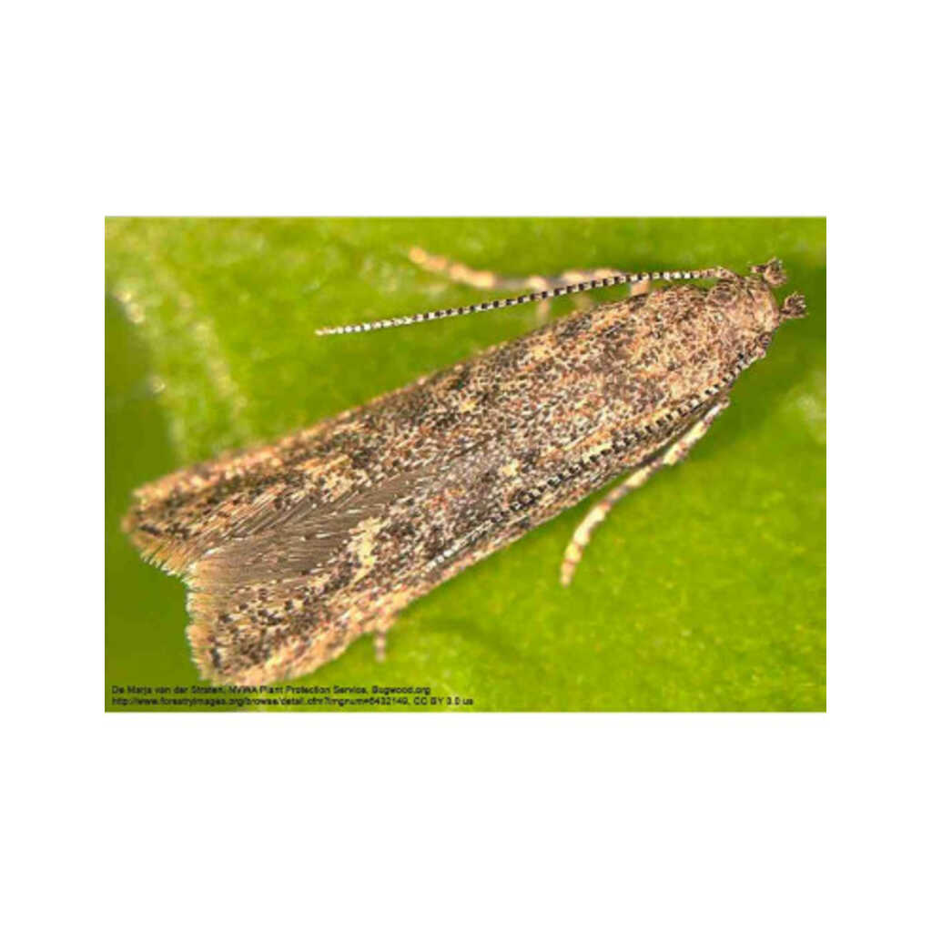 Feromona sexual para monitoreo de Tuta absoluta (Polilla del tomate)_1